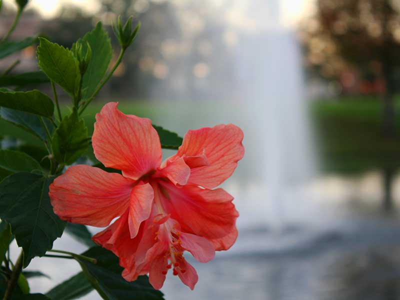 Red Hibiscus and Lake